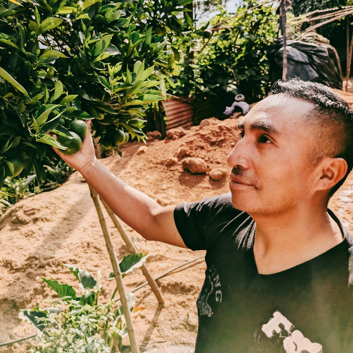 Kaffee aus Guatemala: Zwölf Frauen, eine gemeinsame Geschichte
