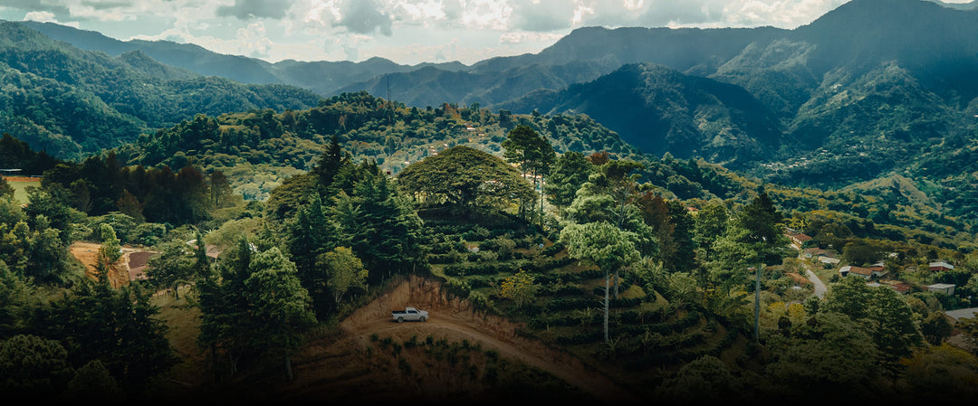 Kaffeebauern der CAFESMO-Kooperative in Honduras beim Bio-Kaffee-Anbau