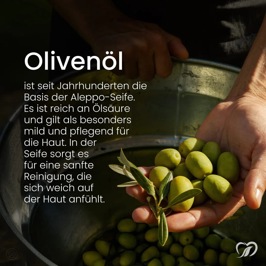 Olivenöl als Basis der Aleppo Zitrus Haarseife, reich an Ölsäure; Hände halten frische grüne Oliven