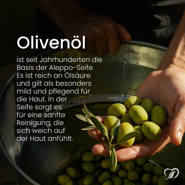 Olivenöl als Basis der Aleppo Zitrus Haarseife, reich an Ölsäure; Hände halten frische grüne Oliven