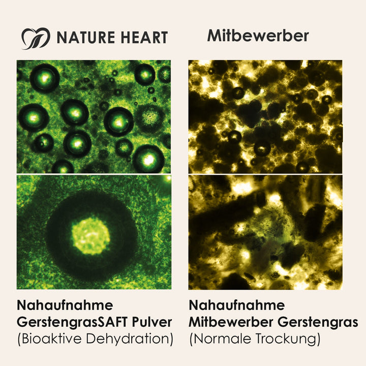 Mikroskop-Nahaufnahmen: Nature Heart GerstengrasSAFT Pulver mit bioaktiver Dehydration im Vergleich zu normal getrocknetem Mitbewerber-Gerstengras
