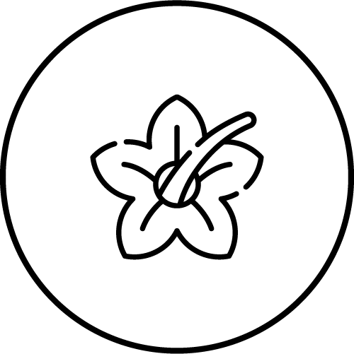 Icon: Vanilleblüte mit Vanilleschote
