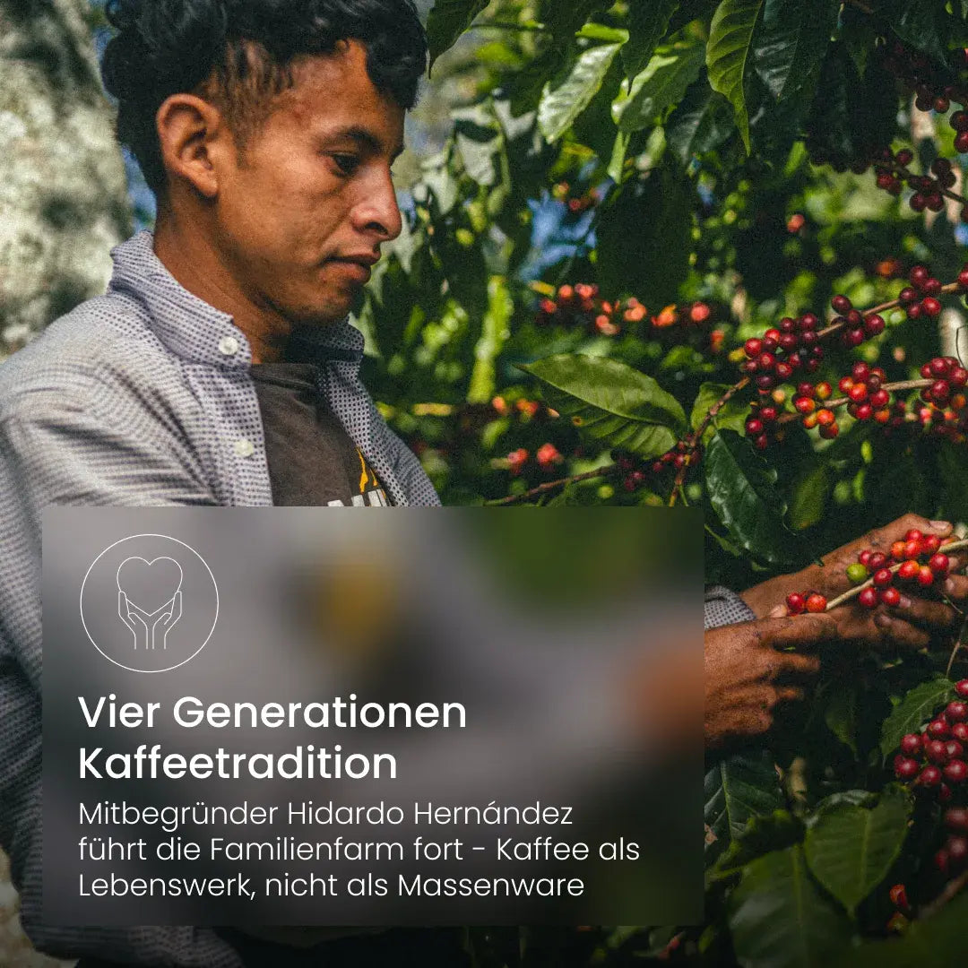 Mitbegründer Hidardo Hernández pflückt reife Kaffeekirschen auf der Familienfarm, die seit vier Generationen Kaffee anbaut