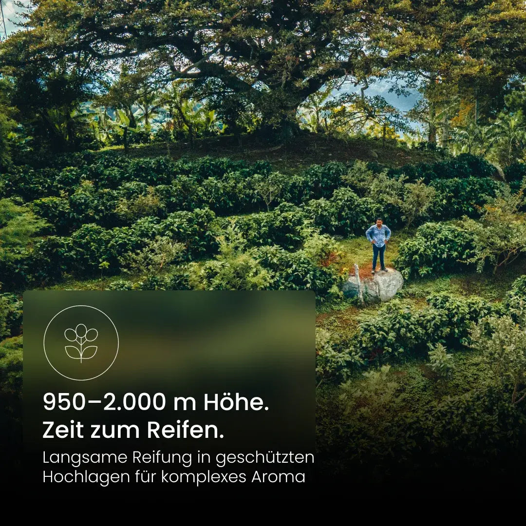Kaffeeplantage am Hang mit Kaffeebauer zwischen den Sträuchern: Anbau auf 950–2.000 m Höhe, langsame Reifung