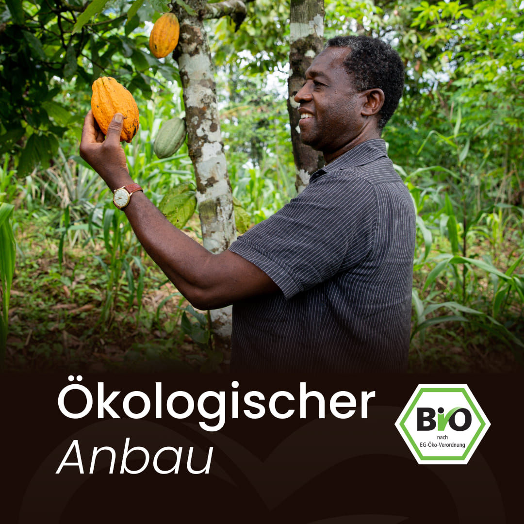 Mann hält eine reife Kakaofrucht am Baum: ökologischer Anbau mit Bio-Siegel nach EG-Öko-Verordnung