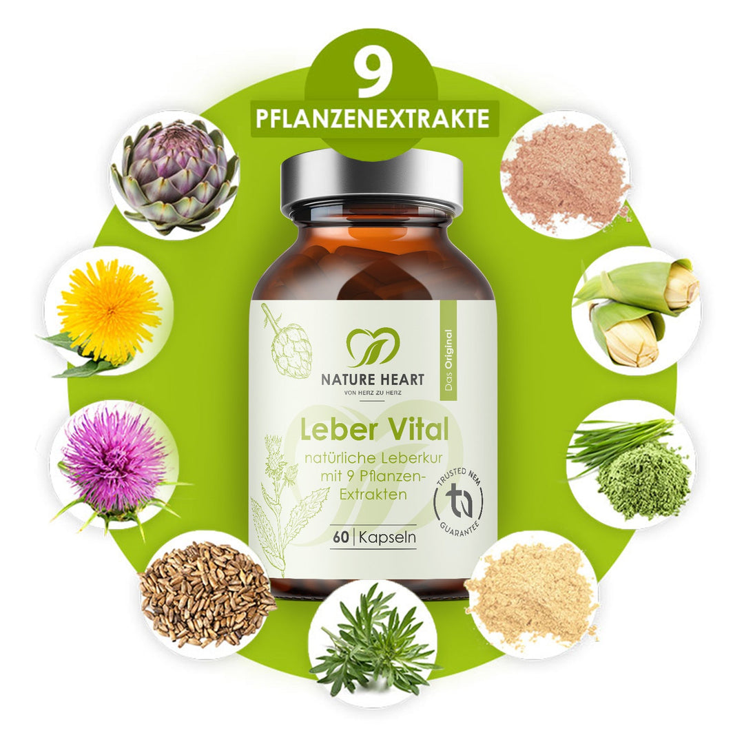 Leber Vital 60 Kapseln im Kreis aus neun Pflanzenextrakten, darunter Artischocke, Löwenzahn und Mariendistel