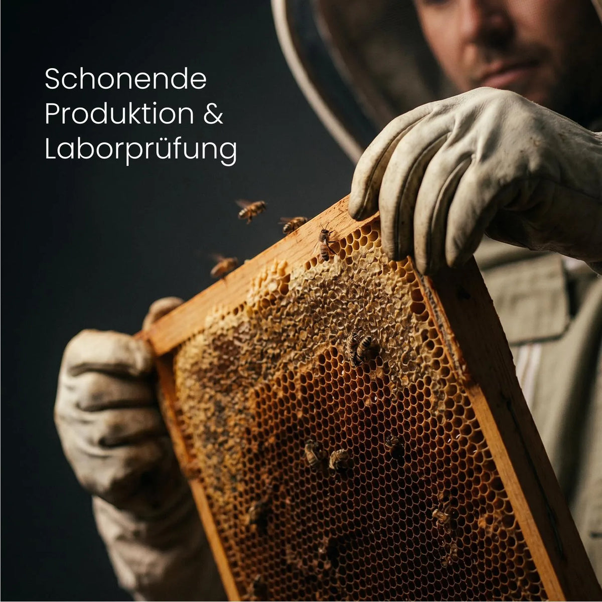 Imker mit Handschuhen hält einen Wabenrahmen mit Bienen, Motiv zu Produktion und Laborprüfung von Super Manuka