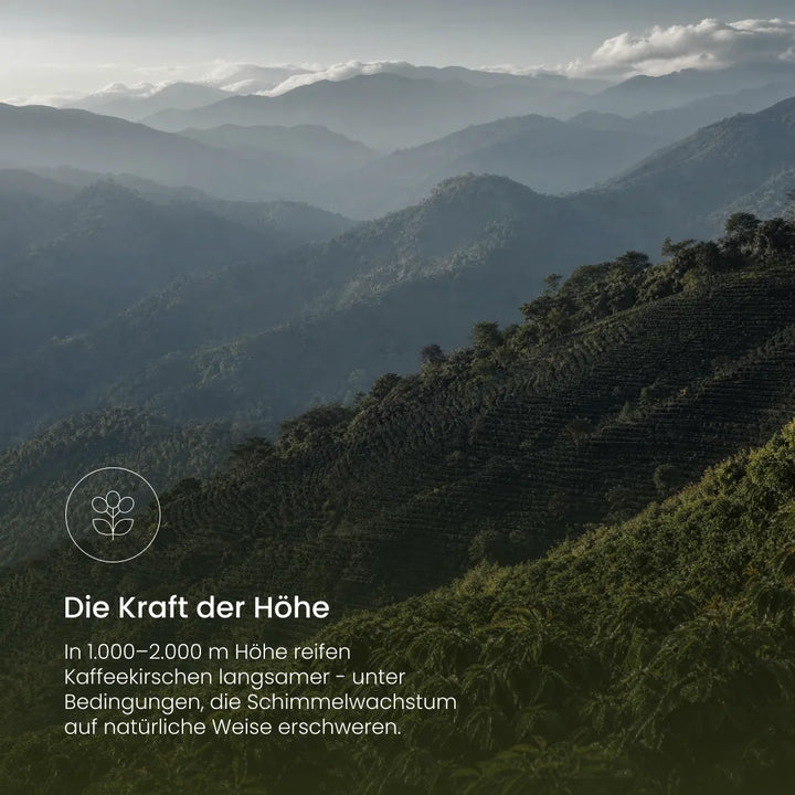 Eine neblige Berglandschaft mit Kaffeplantagen in 1000 bis 2000 Metern Höhe und dem Text „Die Kraft der Höhe“, der die langsame, schimmelfreie Reifung der Kaffeekirschen beschreibt.