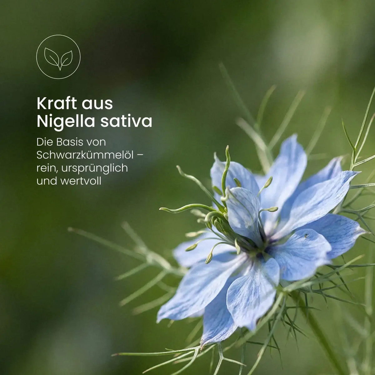 Blaue Nigella-Blüte in Nahaufnahme: Nigella sativa als pflanzliche Basis von BIO Schwarzkümmelöl 1500+