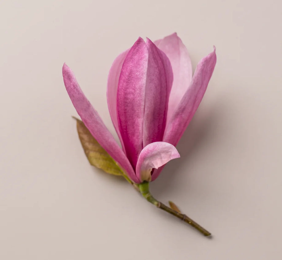 Rosafarbene Magnolienblüte am Zweig auf hellem Hintergrund