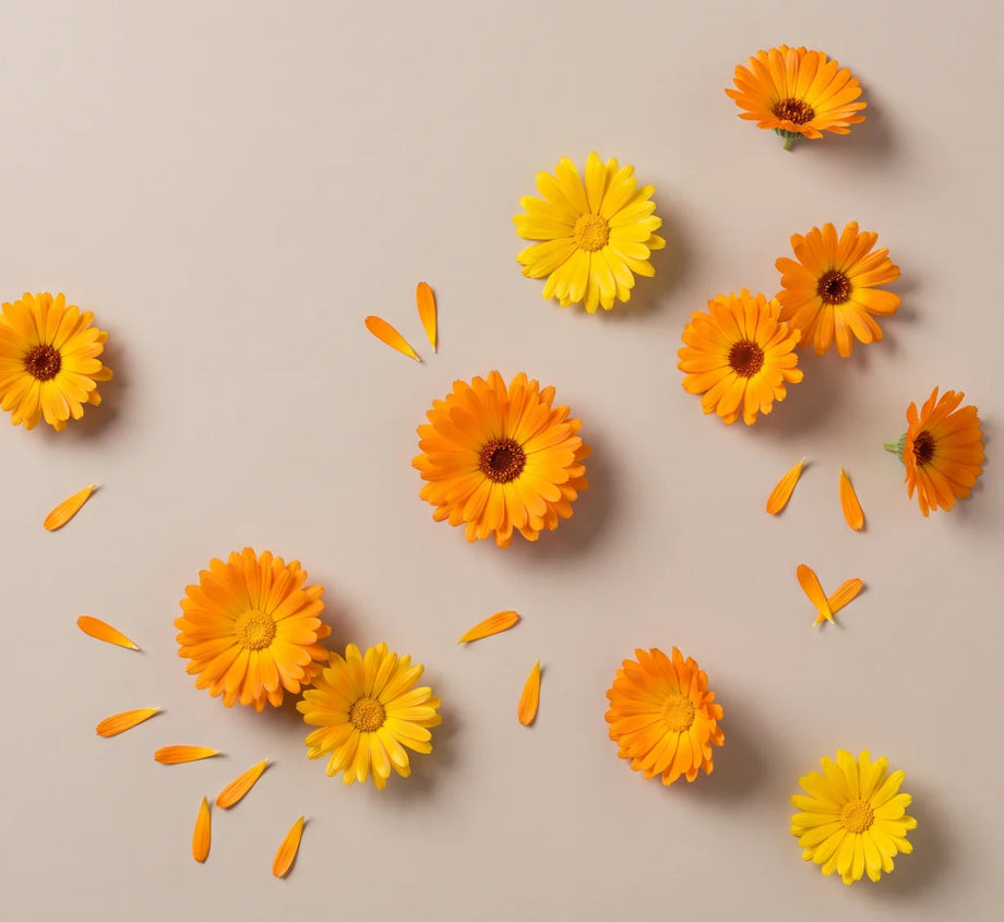 Orange und gelbe Ringelblumenblüten mit einzelnen Blütenblättern auf hellem Hintergrund